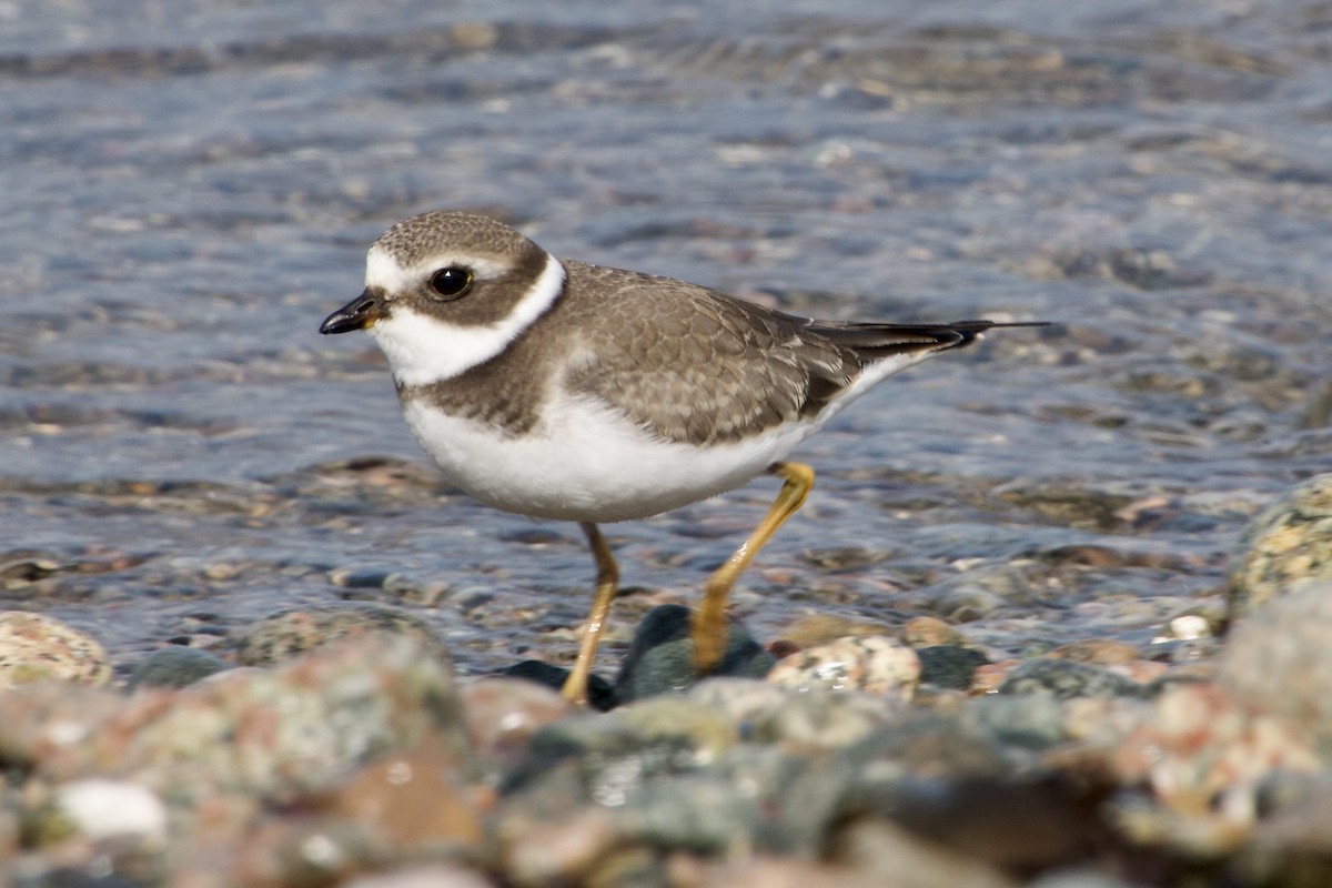 Semipalmated Plover - ML642084229