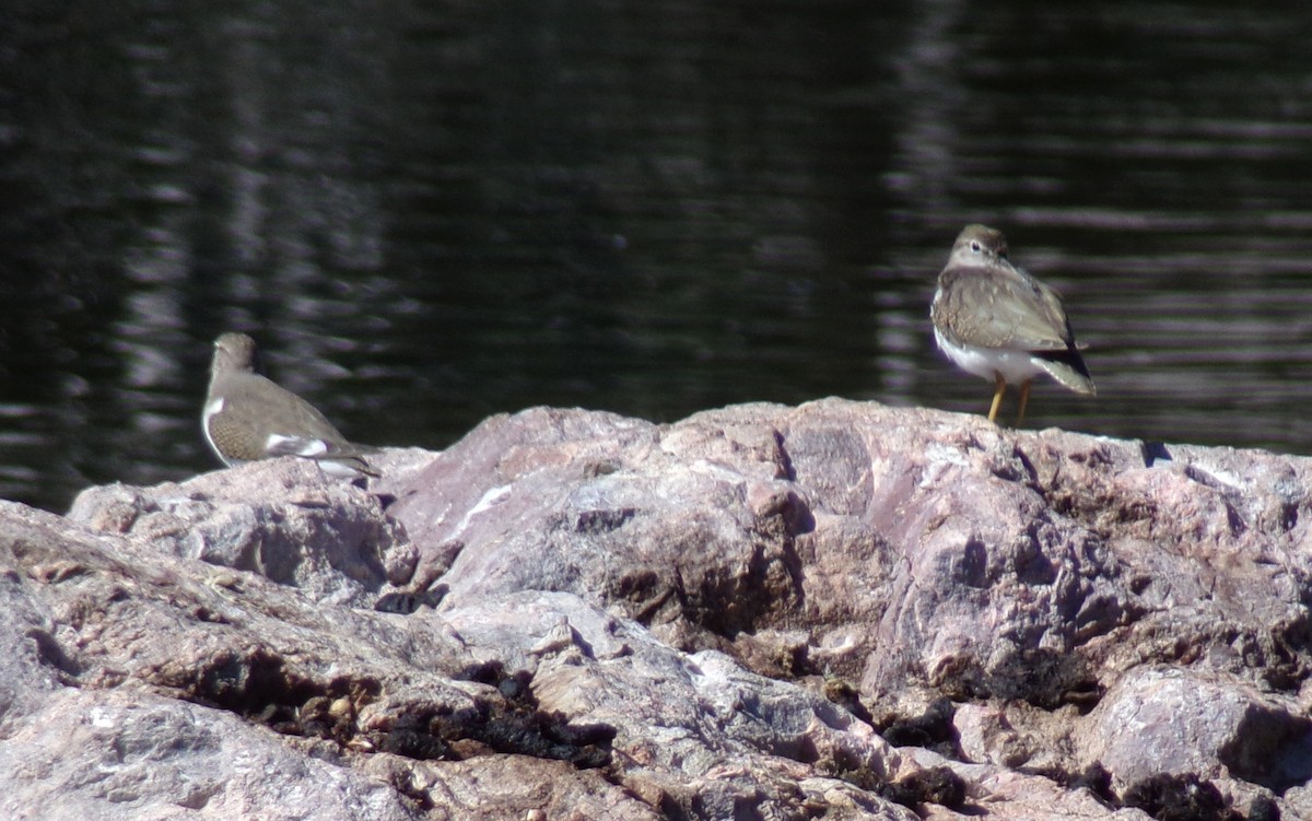Spotted Sandpiper - ML642084238