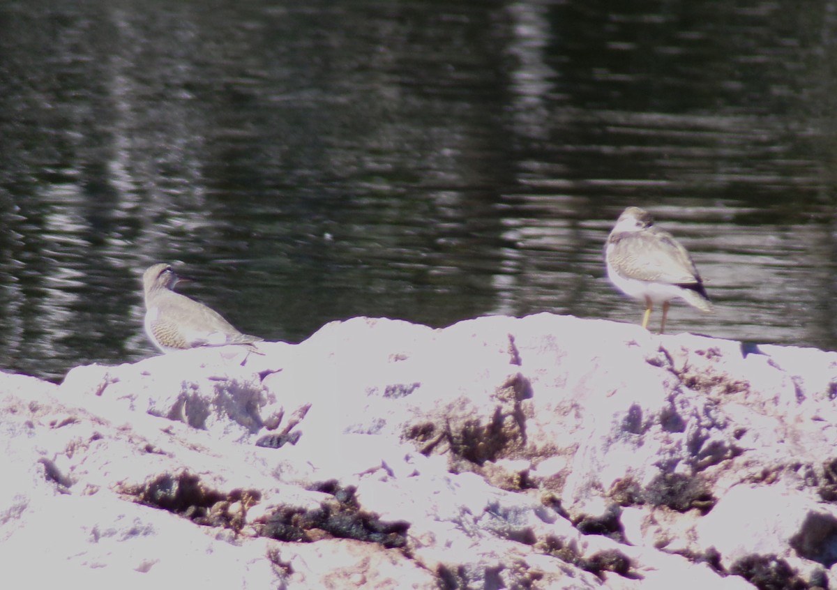 Spotted Sandpiper - ML642084245