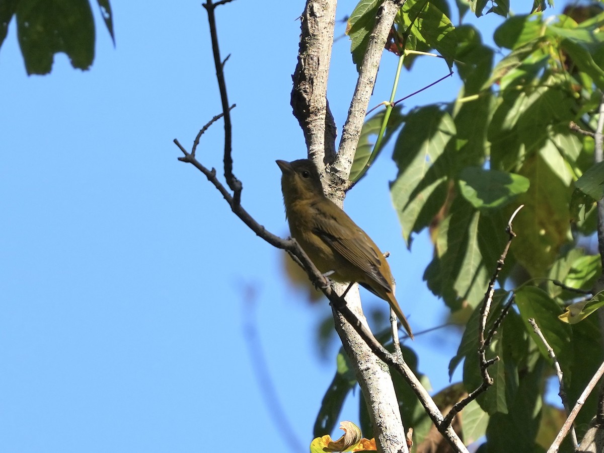 Summer Tanager - ML642084247