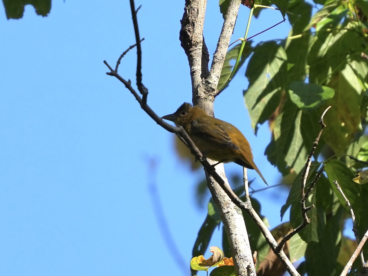 Summer Tanager - ML642084248