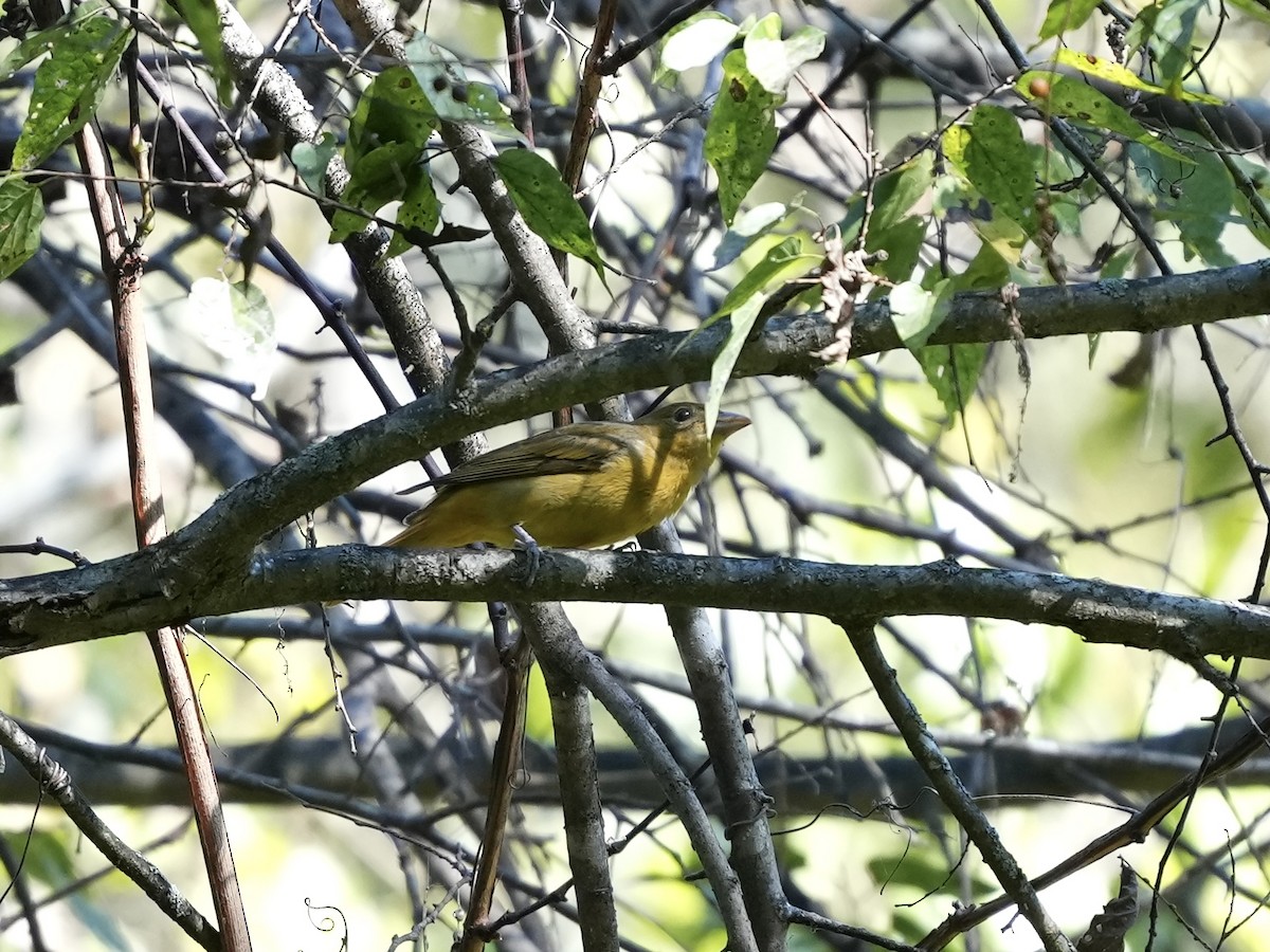 Summer Tanager - ML642084249