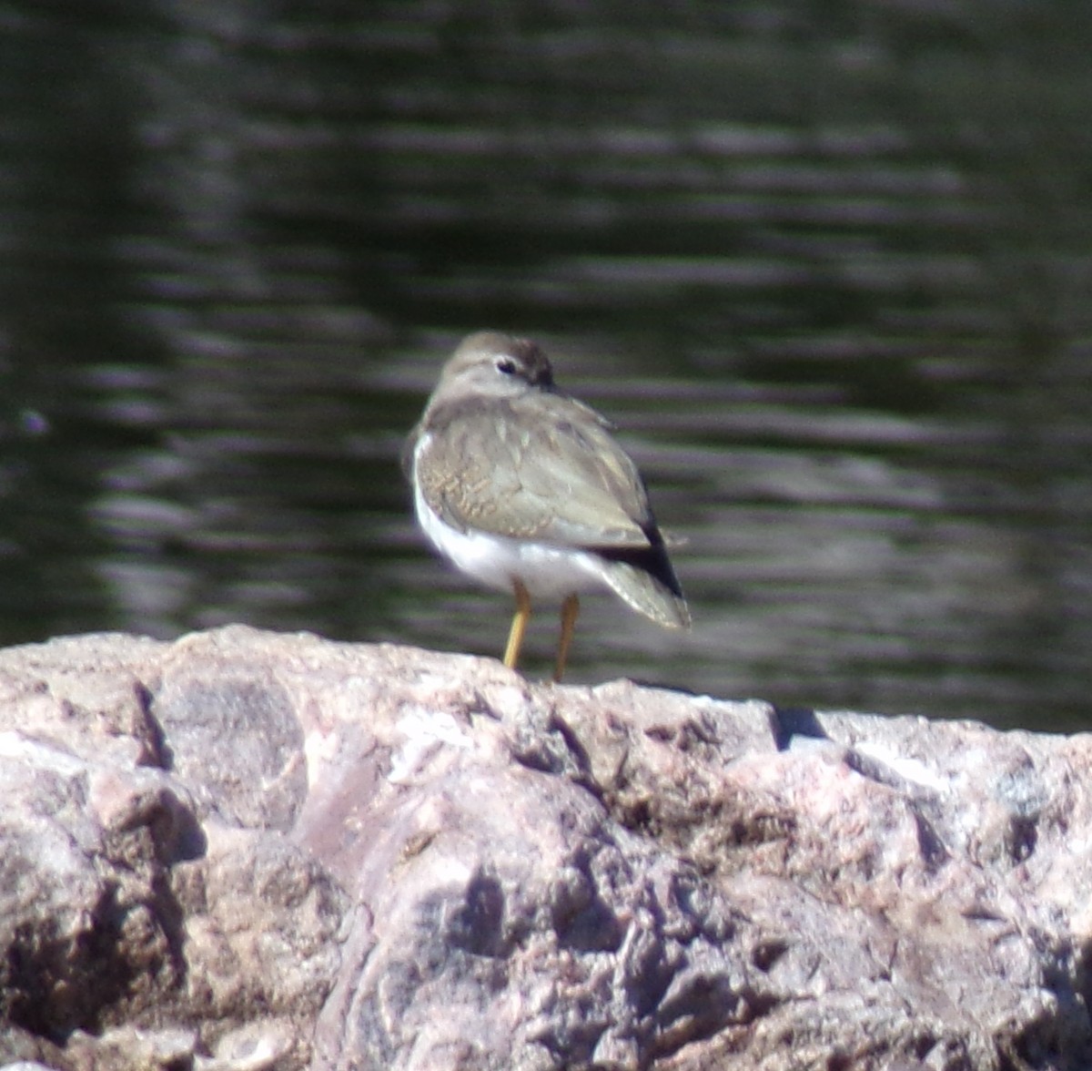 Spotted Sandpiper - ML642084251