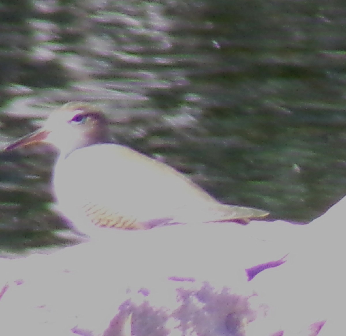 Spotted Sandpiper - ML642084255