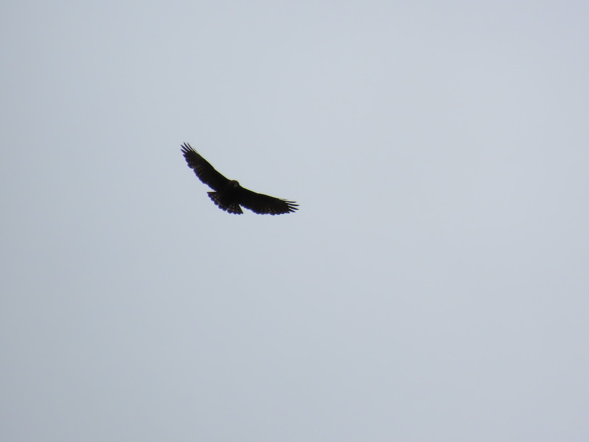 Short-tailed Hawk - ML642084264