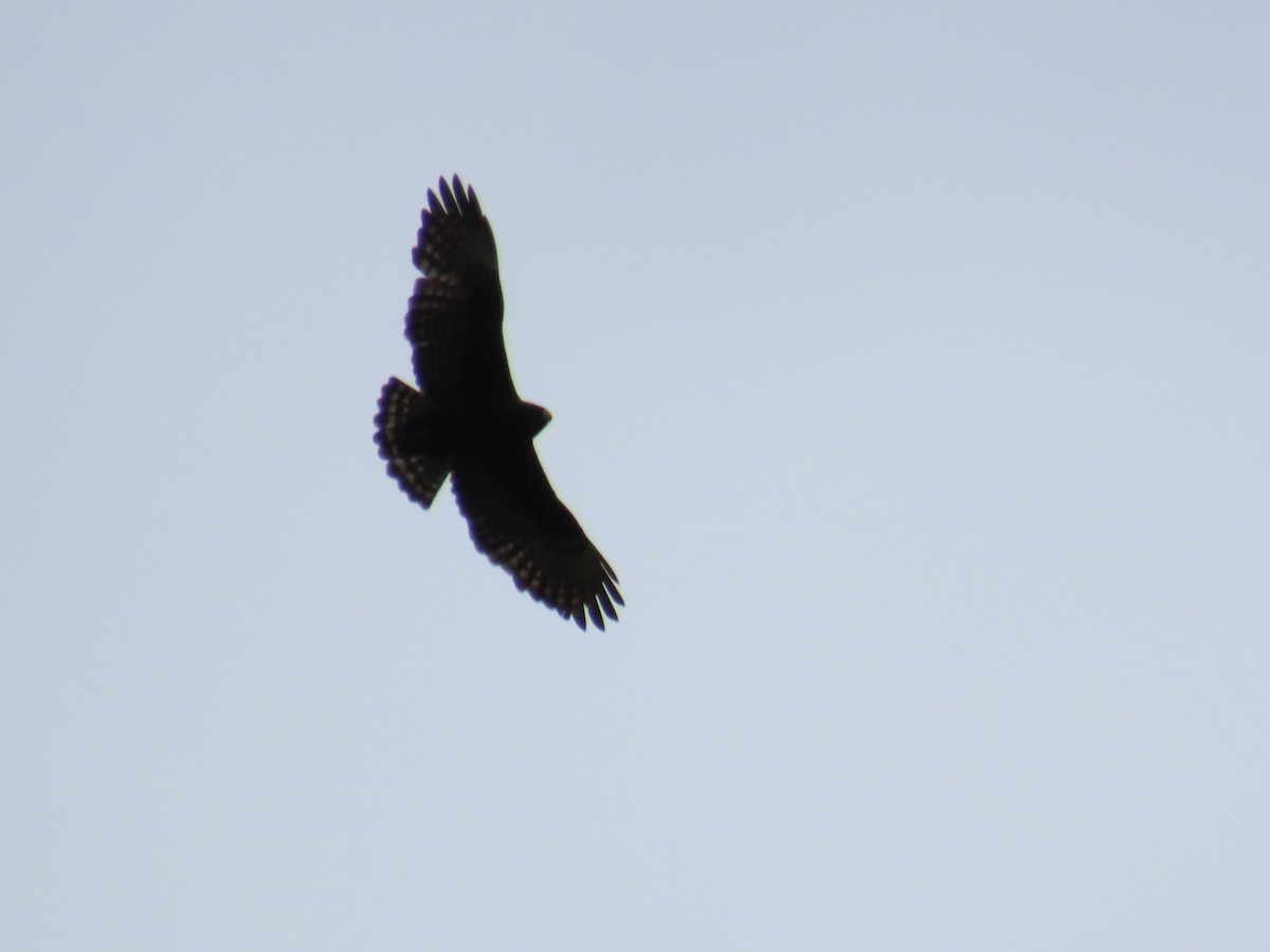 Short-tailed Hawk - ML642084265