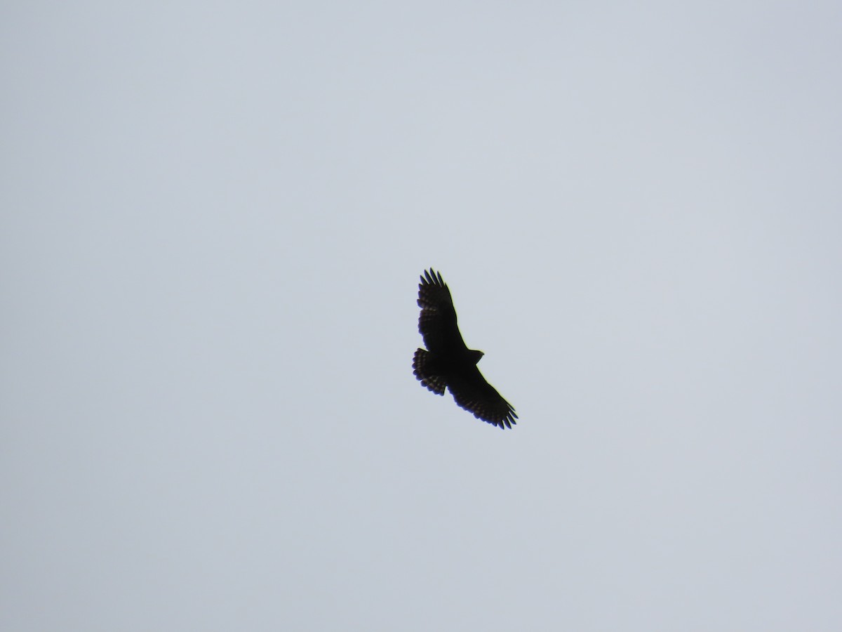 Short-tailed Hawk - ML642084267