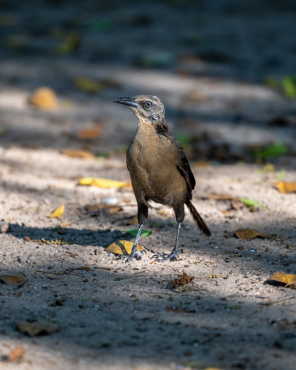 Great-tailed Grackle - ML642084269