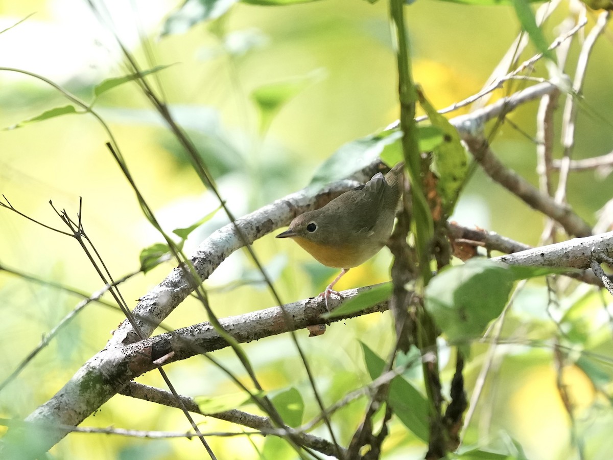 Common Yellowthroat - ML642084273