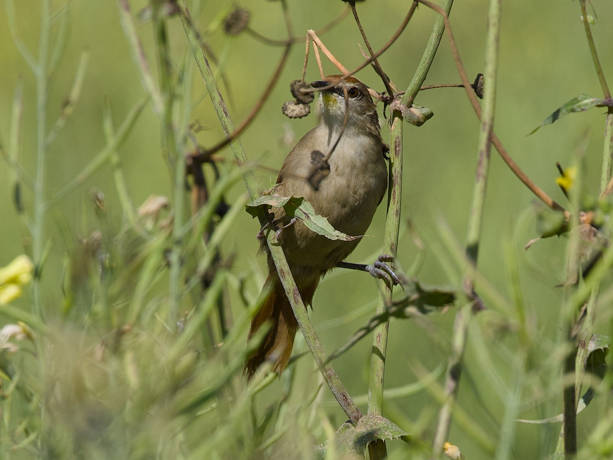 Yellow-chinned Spinetail - ML642084274