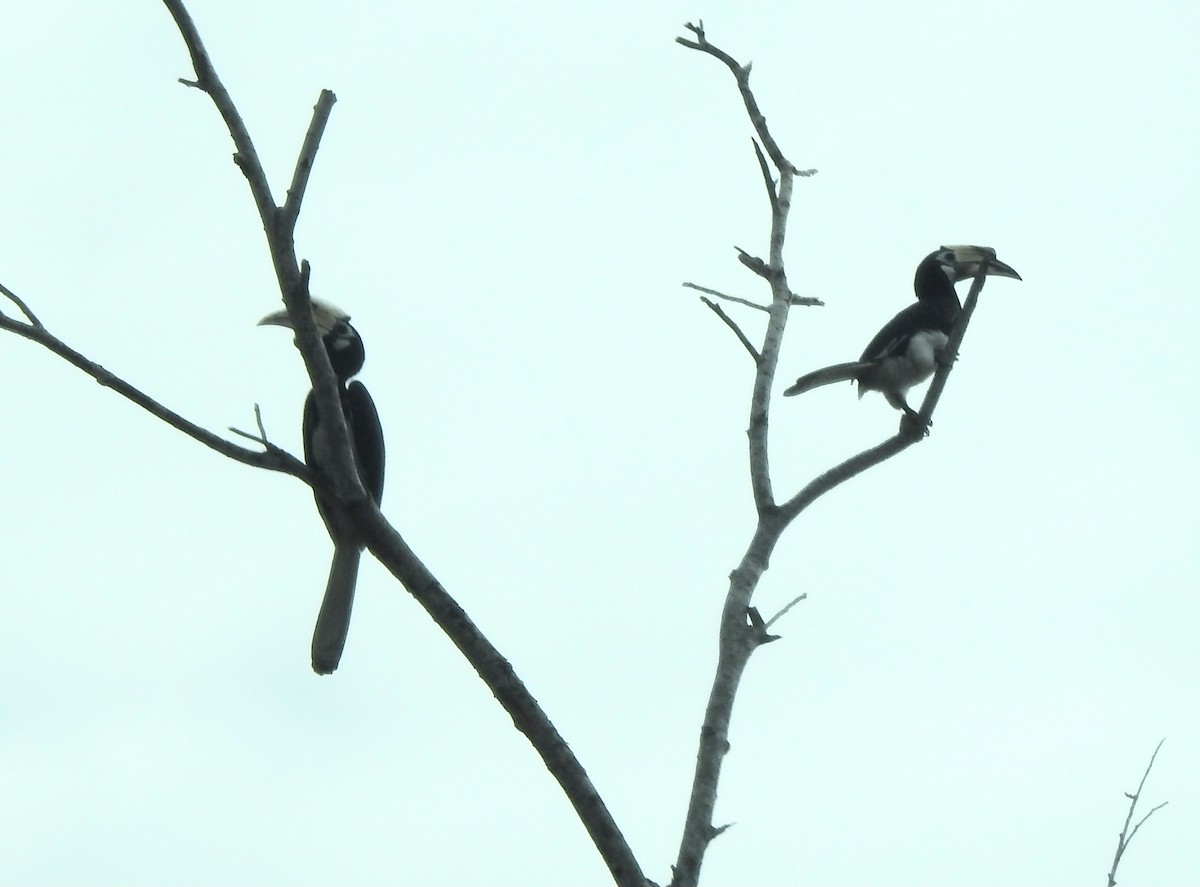 Oriental Pied-Hornbill - ML642084275