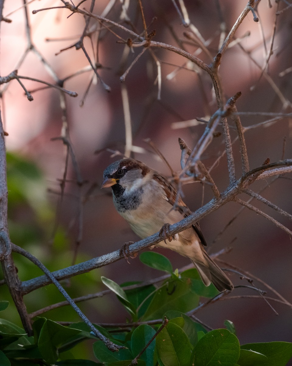 House Sparrow - ML642084276