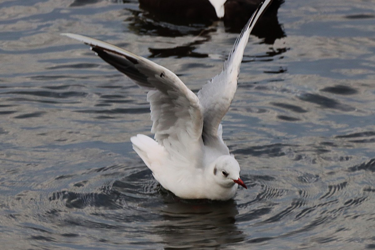 Black-headed Gull - ML642084277