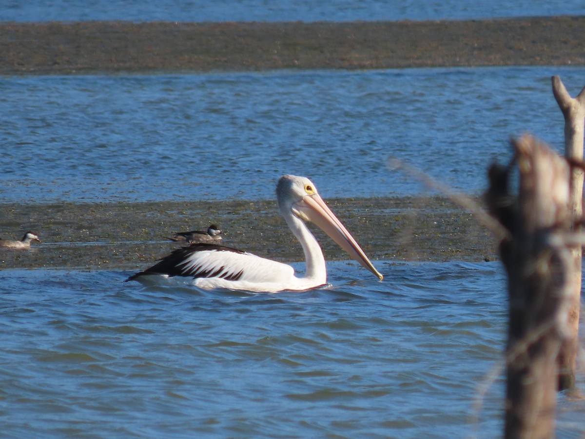 Australian Pelican - ML642084278