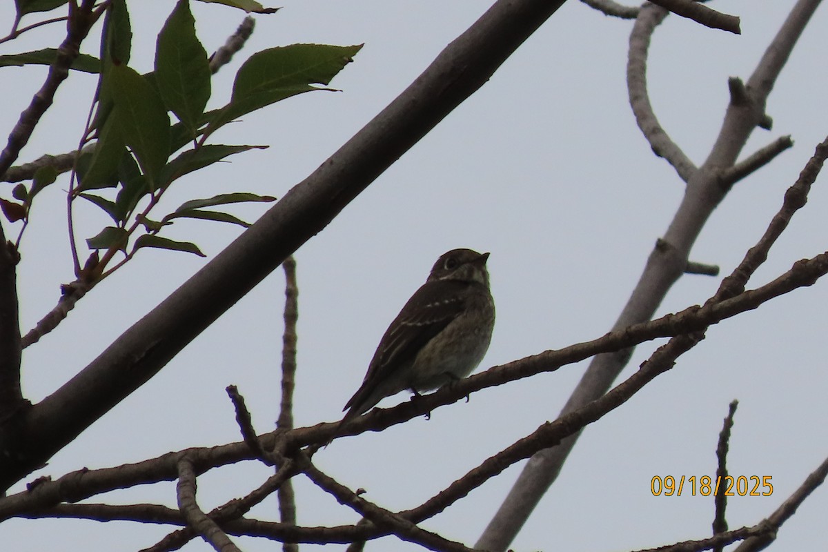Dark-sided Flycatcher - ML642084279