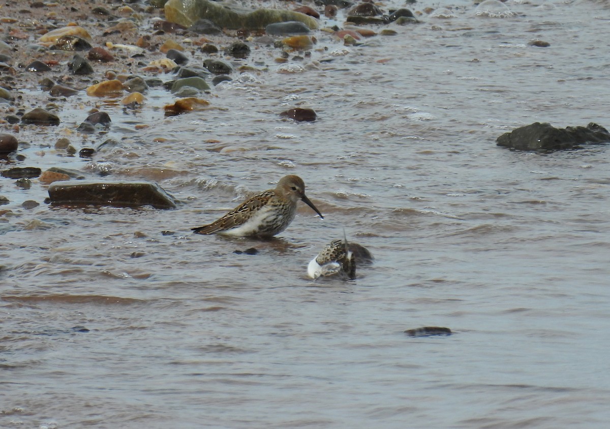 Dunlin - ML642084280