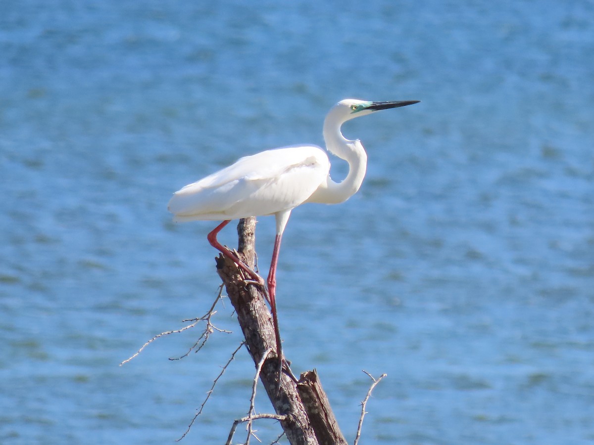 Great Egret - ML642084287