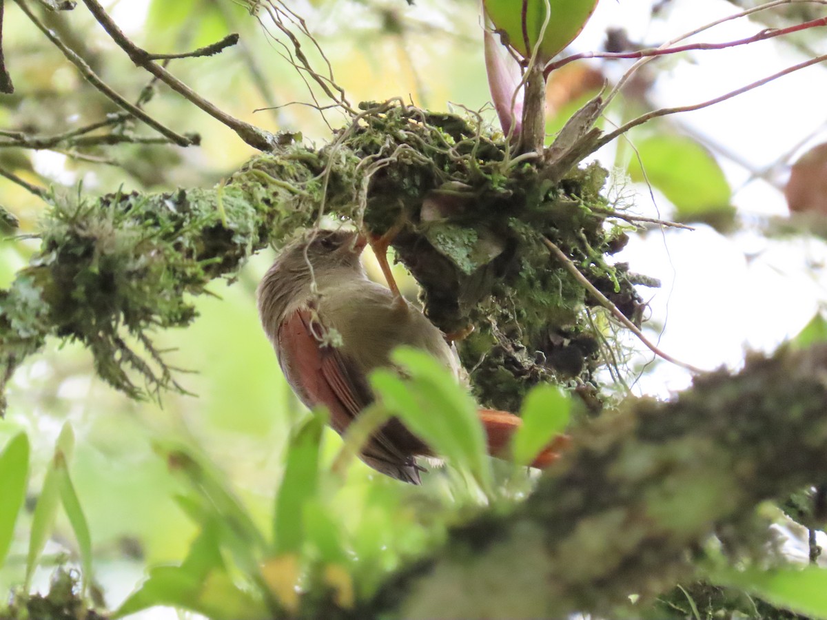 Crested Spinetail - ML642084288