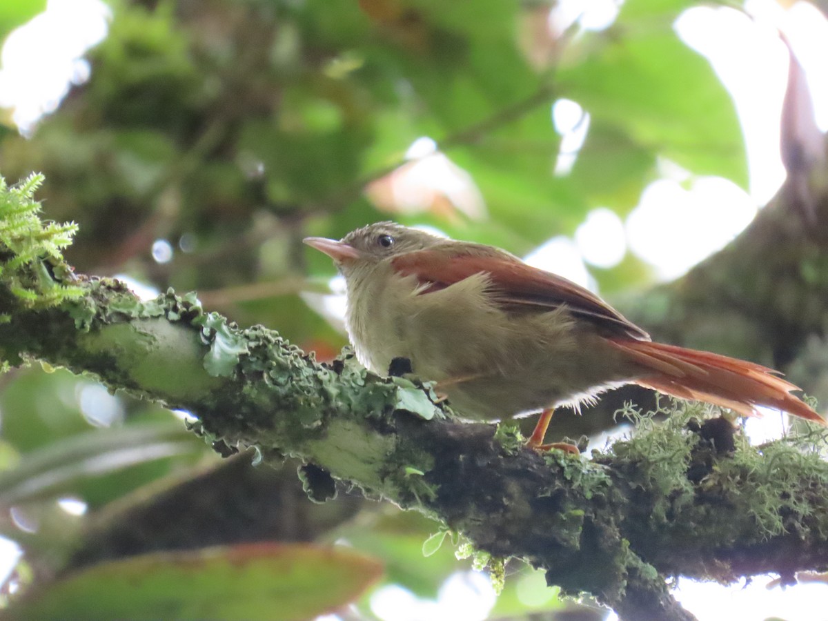 Crested Spinetail - ML642084289