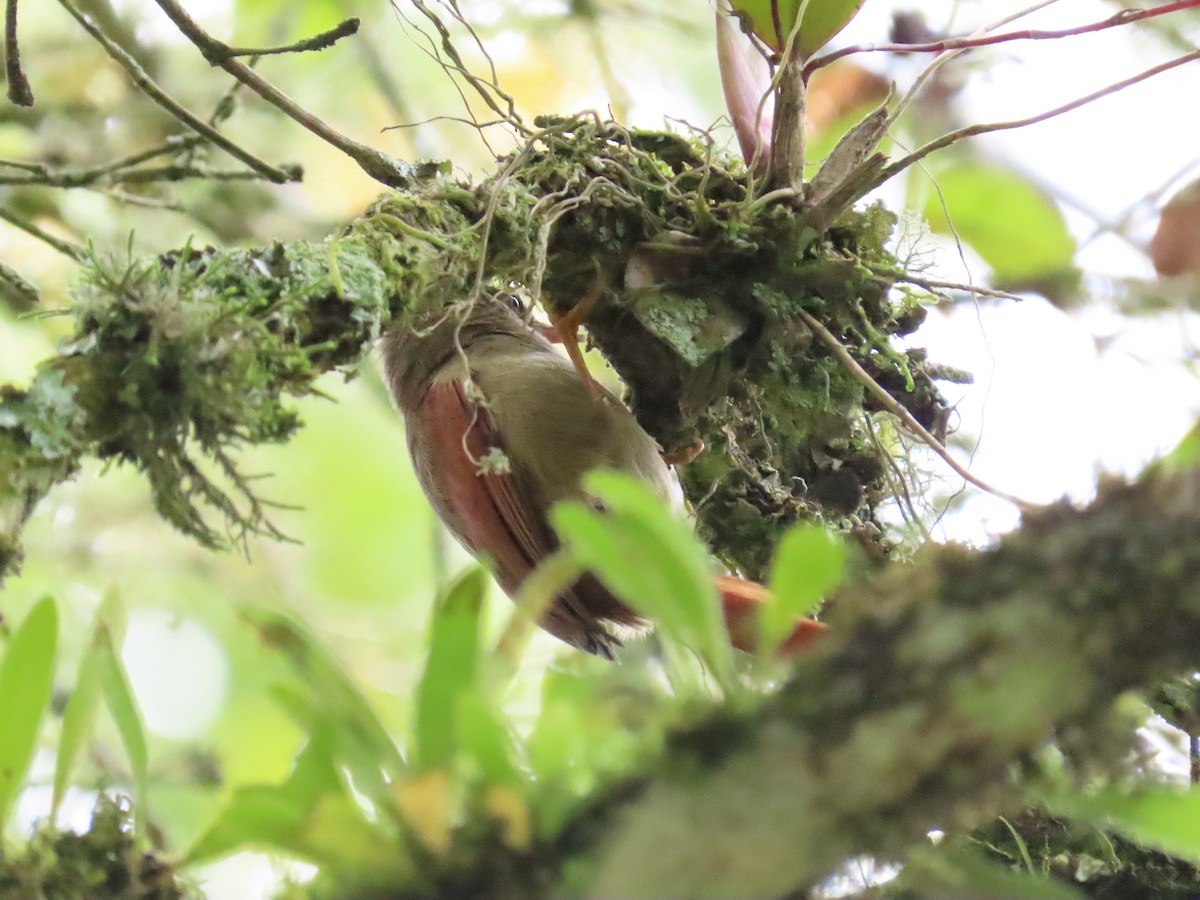 Crested Spinetail - ML642084290