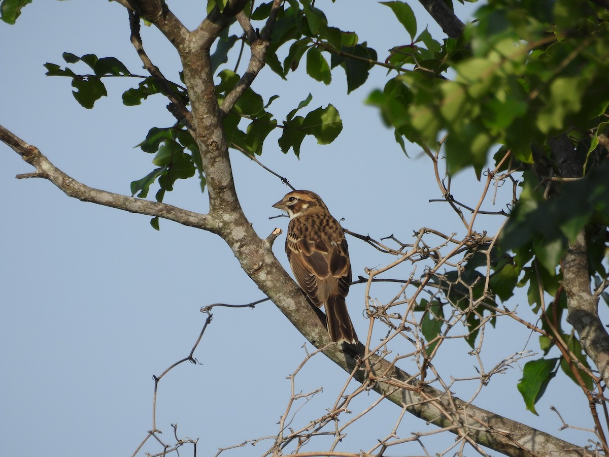 Lark Sparrow - ML642084294