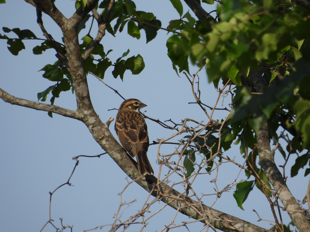 Lark Sparrow - ML642084295