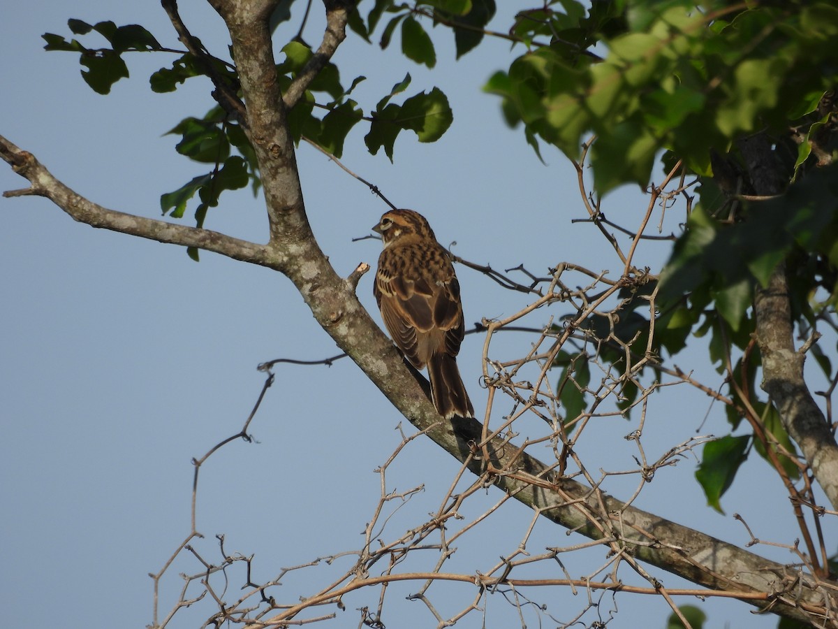 Lark Sparrow - ML642084296