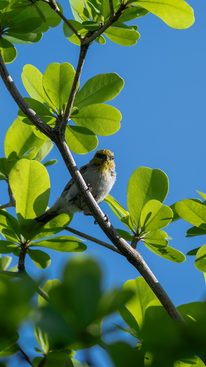 Verdin - ML642084297