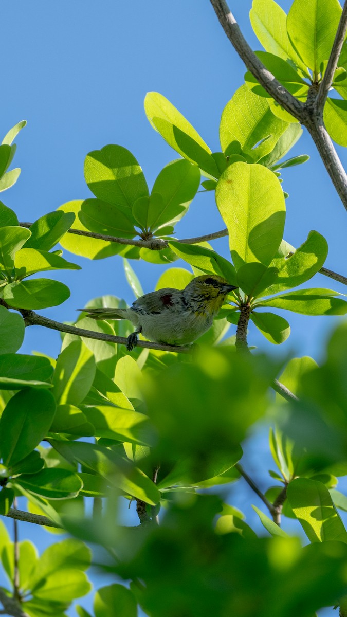 Verdin - ML642084298