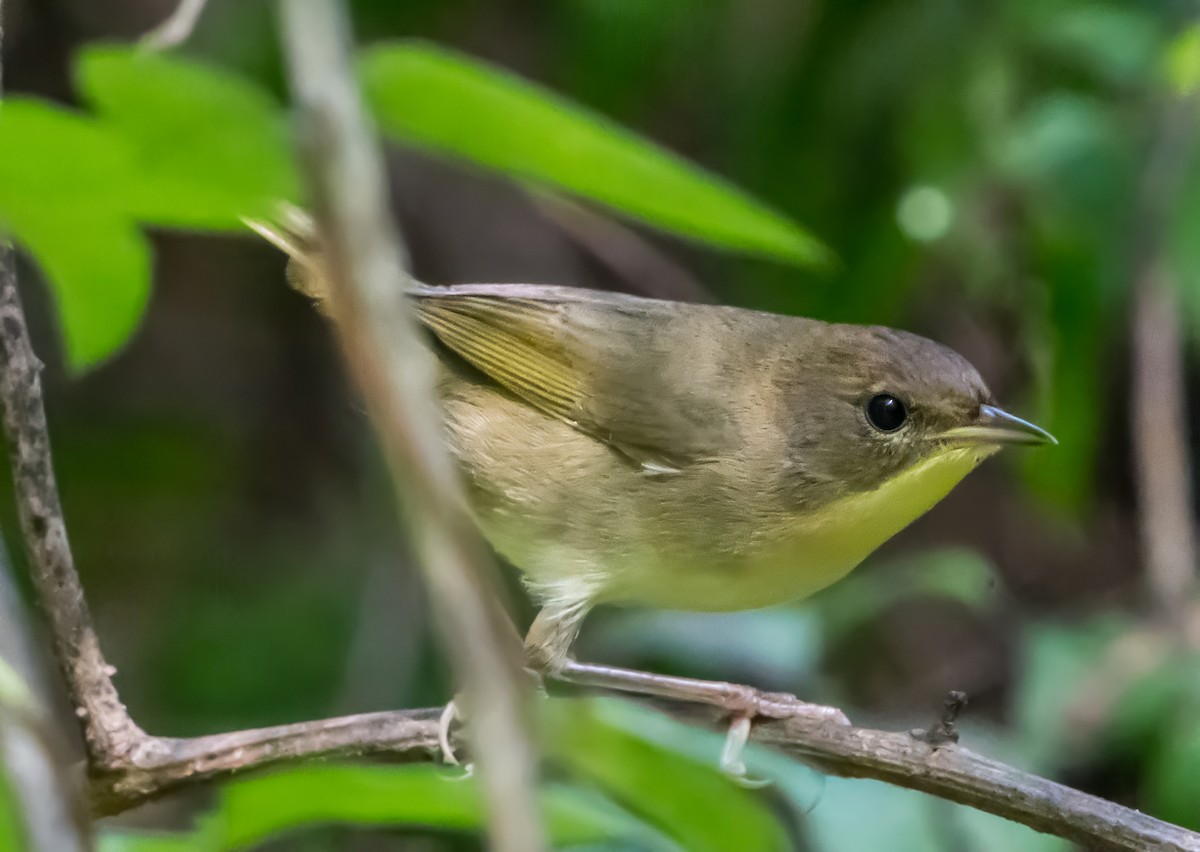 Common Yellowthroat (trichas Group) - ML642084299