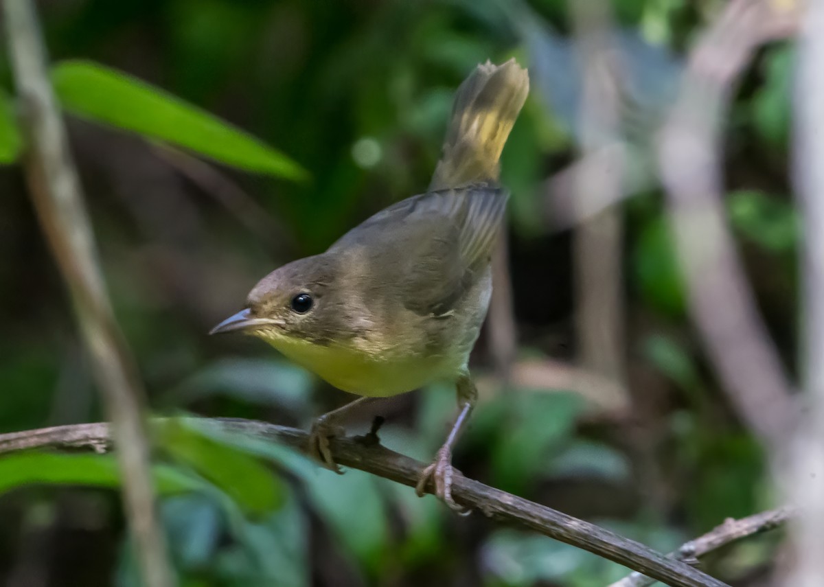 Common Yellowthroat (trichas Group) - ML642084300