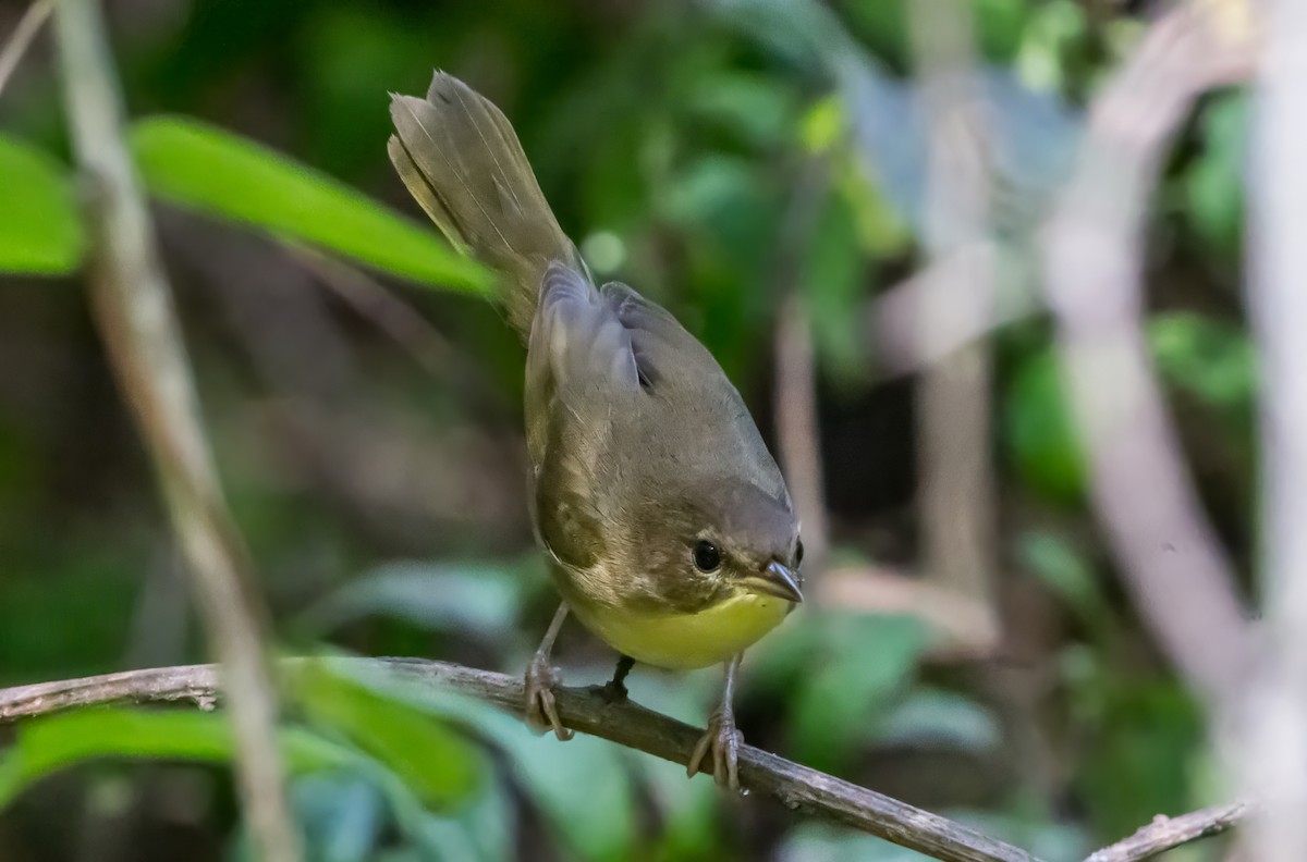 Common Yellowthroat (trichas Group) - ML642084301