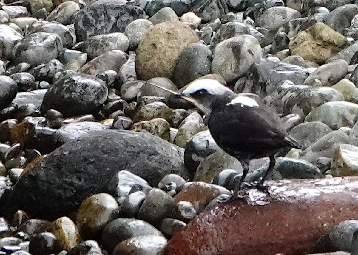 White-capped Dipper (White-bellied) - ML642084305