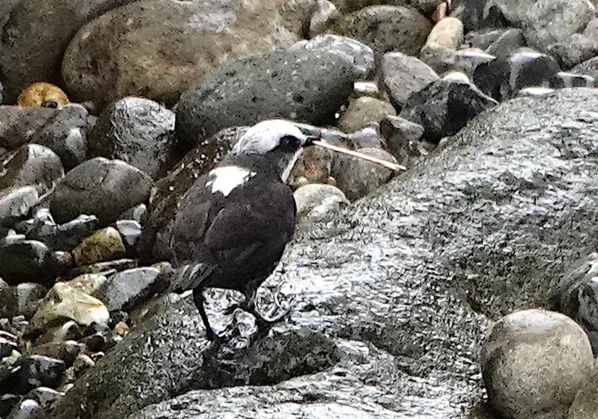 White-capped Dipper (White-bellied) - ML642084306