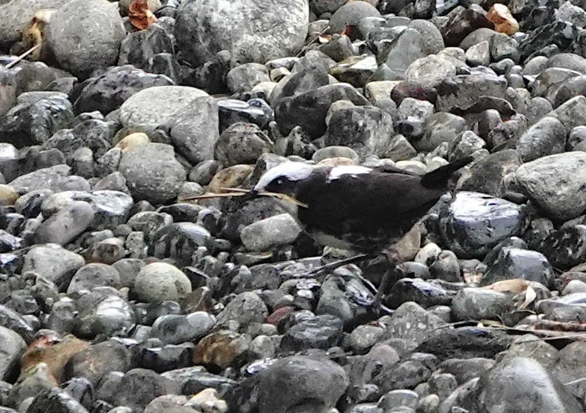 White-capped Dipper (White-bellied) - ML642084307
