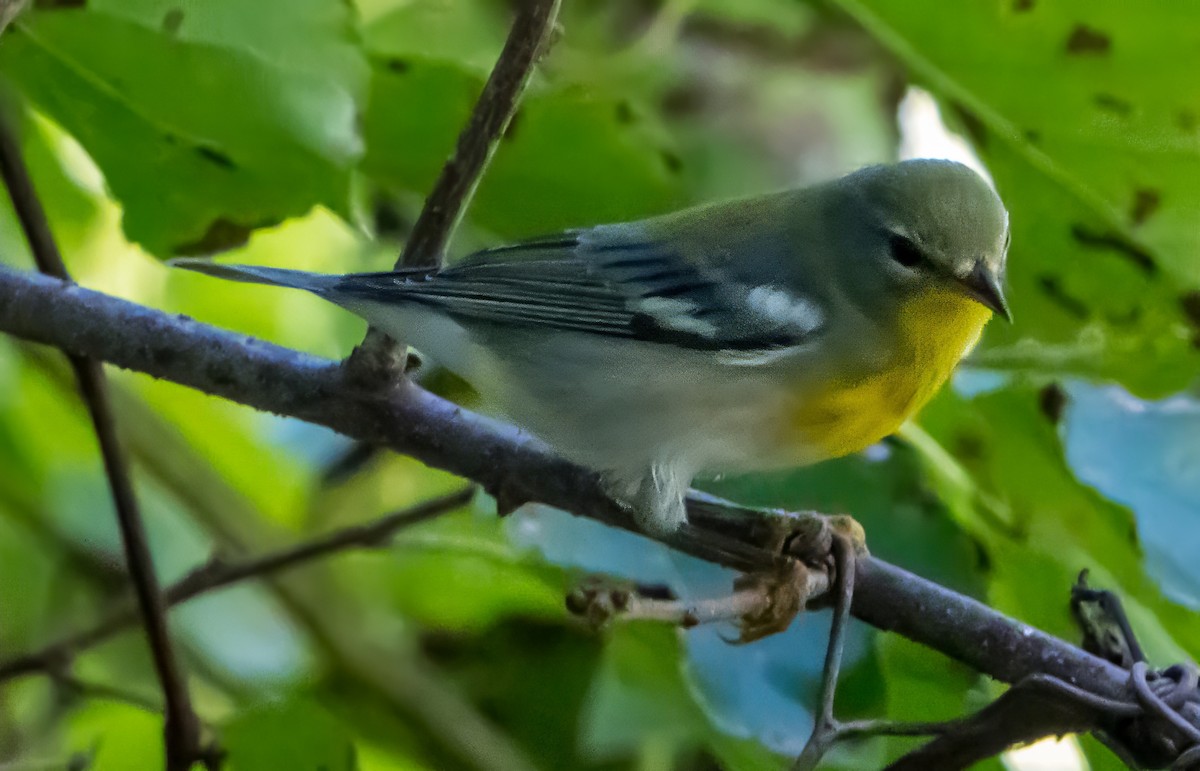 Northern Parula - ML642084318