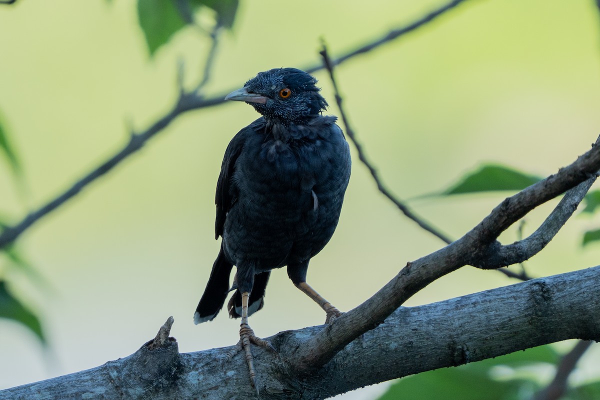 Crested Myna - ML642084331