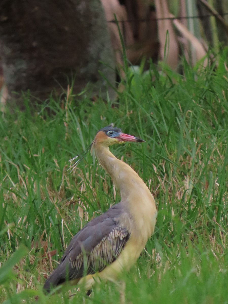 Whistling Heron - ML642084336
