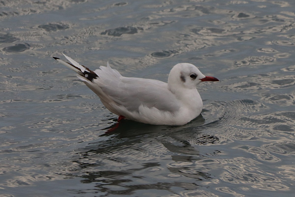 Black-headed Gull - ML642084337