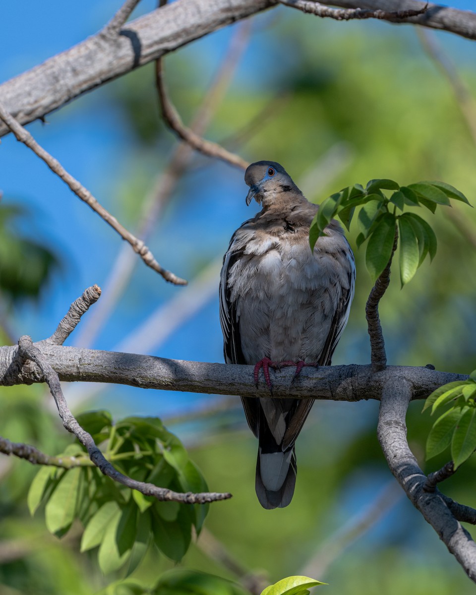 White-winged Dove - ML642084343