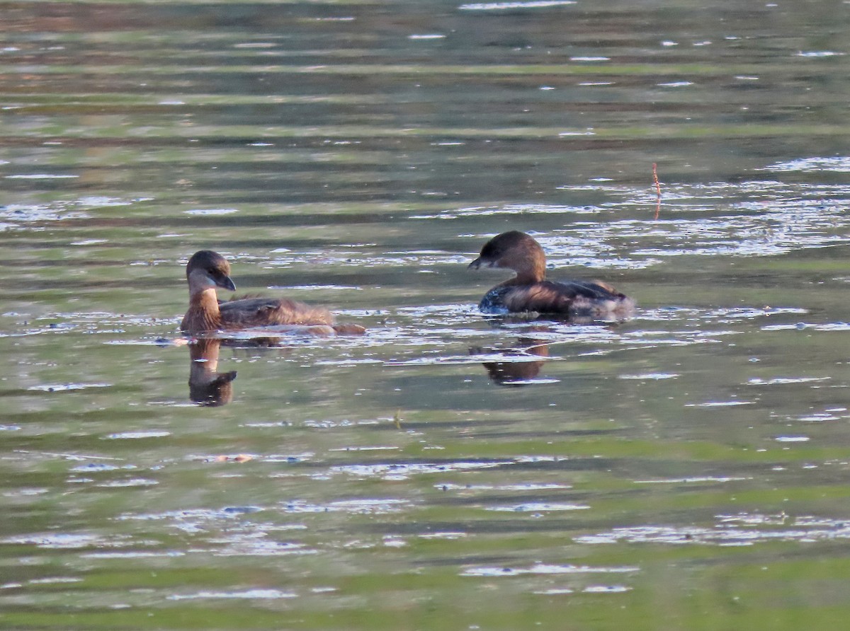 Pied-billed Grebe - ML642084346