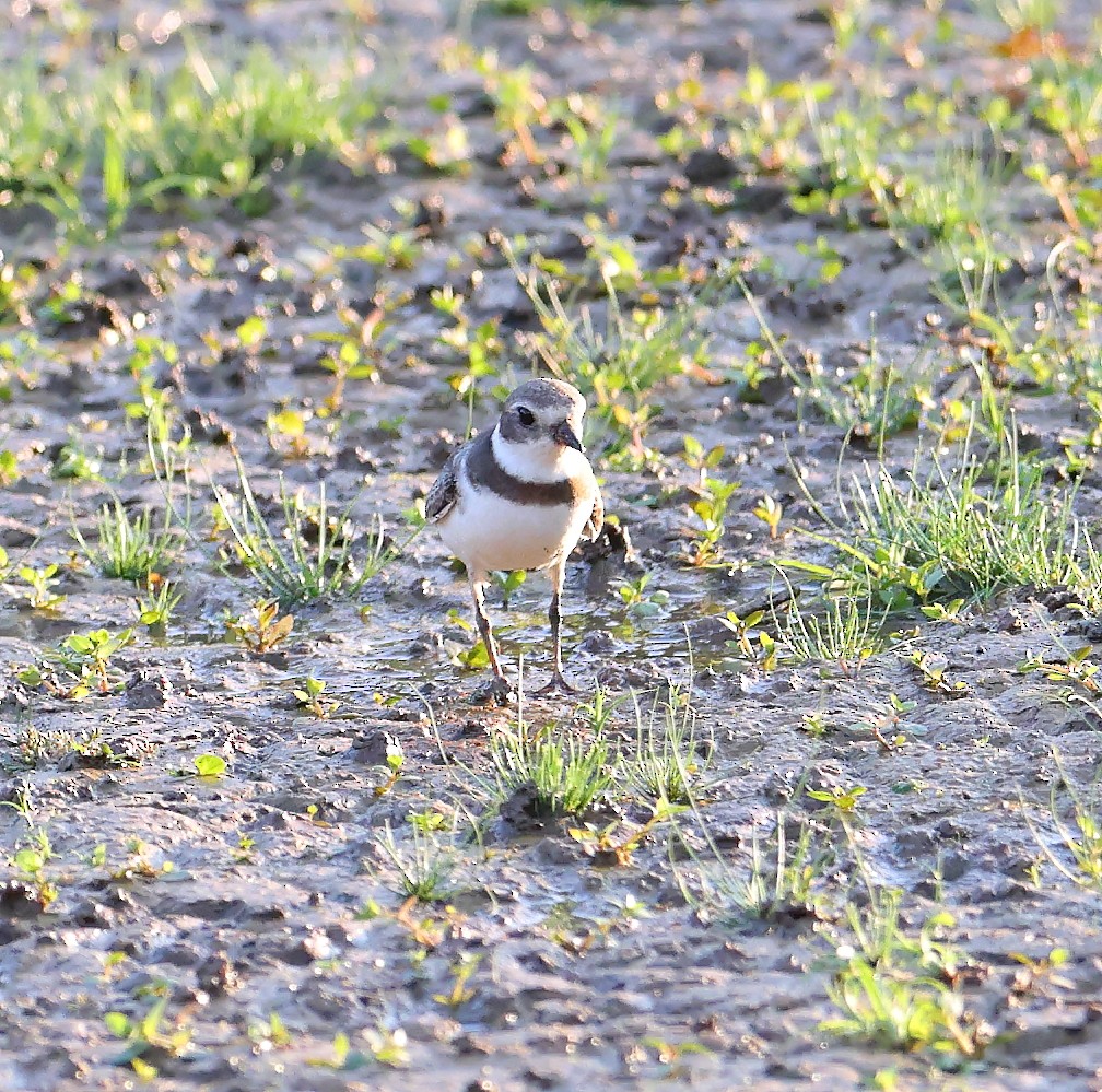 Semipalmated Plover - ML642084347