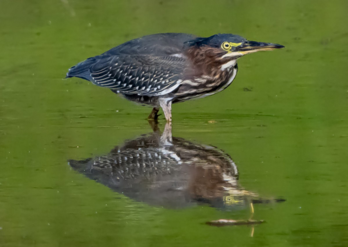 Green Heron (virescens/bahamensis) - ML642084348