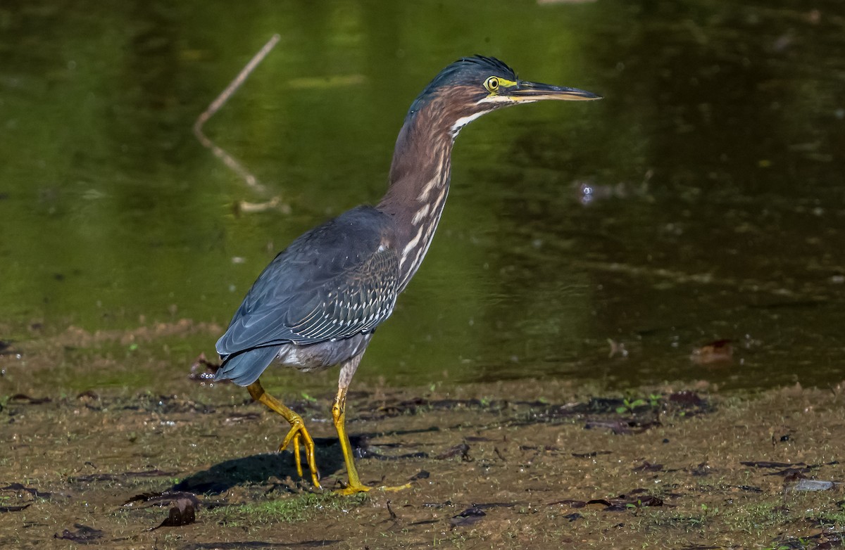 Green Heron (virescens/bahamensis) - ML642084349