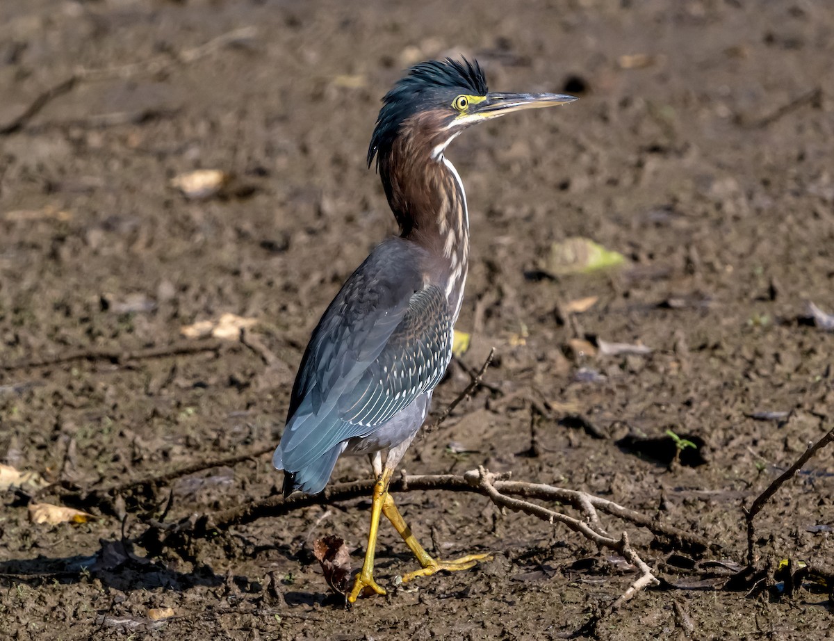 Green Heron (virescens/bahamensis) - ML642084350