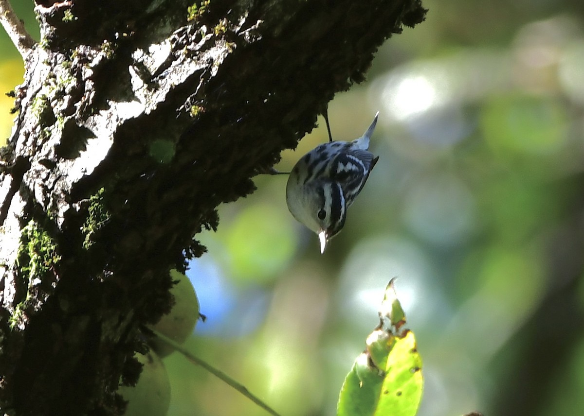 Black-and-white Warbler - ML642084351