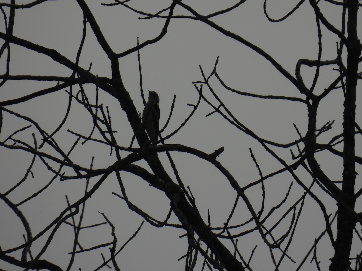 Downy Woodpecker (Eastern) - ML642084352