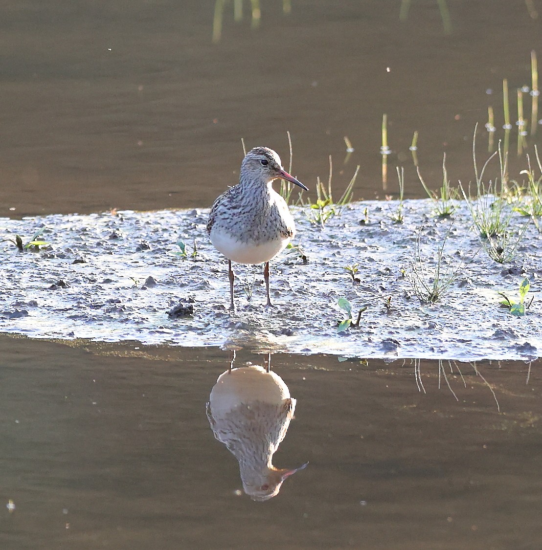 Pectoral Sandpiper - ML642084353