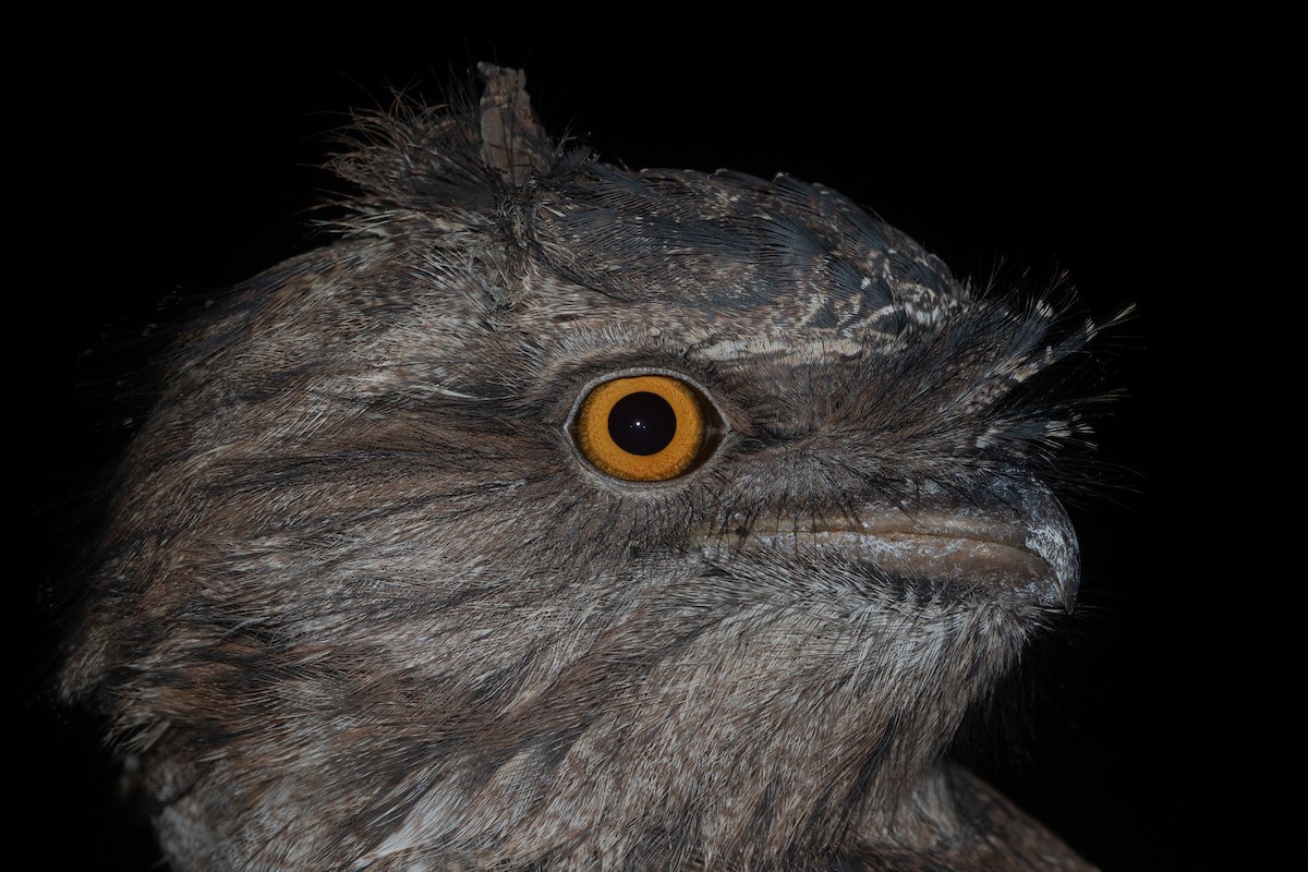 Tawny Frogmouth - ML642084354