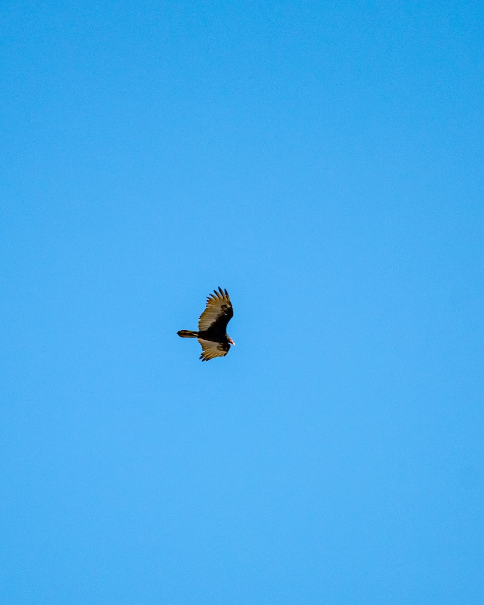 Turkey Vulture - ML642084356